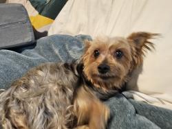 Lost Female Dog last seen Lennar at Higdon Crossing, San Antonio, TX 78223