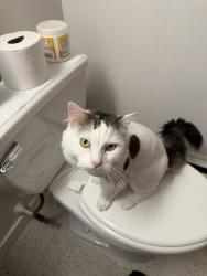 Lost Female Cat last seen Dairy maid, Everett, MA 02149
