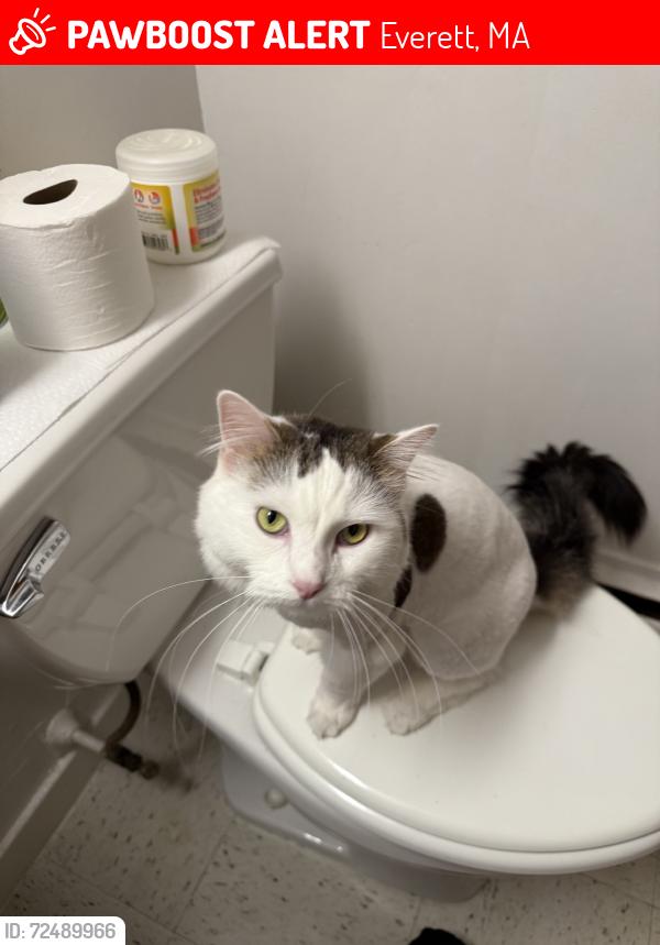 Lost Female Cat last seen Dairy maid, Everett, MA 02149