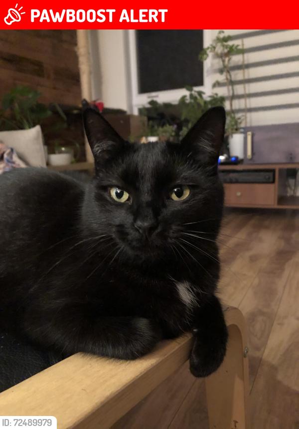 Lost Female Cat last seen Place des Tilleuls, vers Seigneurial O, Saint-Bruno-de-Montarville, QC J3V