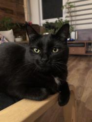 Lost Female Cat last seen Place des Tilleuls, vers Seigneurial O, Saint-Bruno-de-Montarville, QC J3V