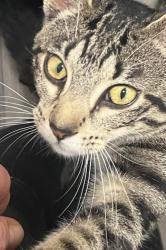 Lost Male Cat last seen Friendship Apl, Elyria, OH 44035