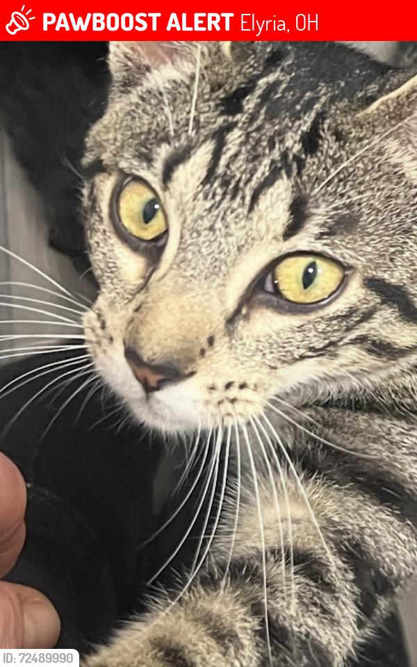 Lost Male Cat last seen Friendship Apl, Elyria, OH 44035