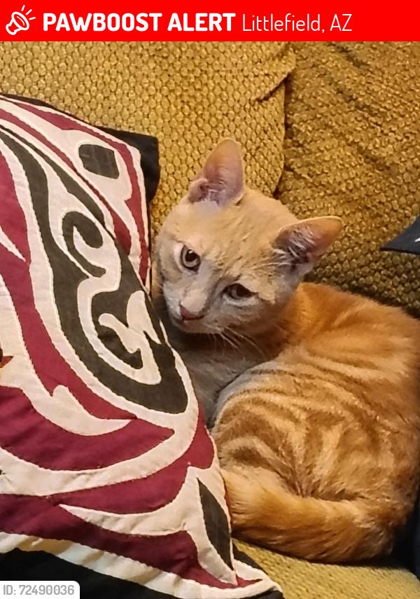 Lost Male Cat last seen Beer dam food bank, Littlefield, AZ 86432