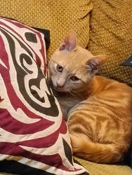 Lost Male Cat last seen Beer dam food bank, Littlefield, AZ 86432