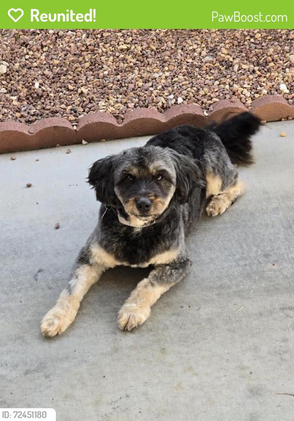 Reunited Female Dog in Las Vegas, NV 89122 (ID: 72451180) | PawBoost