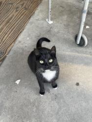 Lost Female Cat last seen State and Cherokee, South Gate, CA 90280