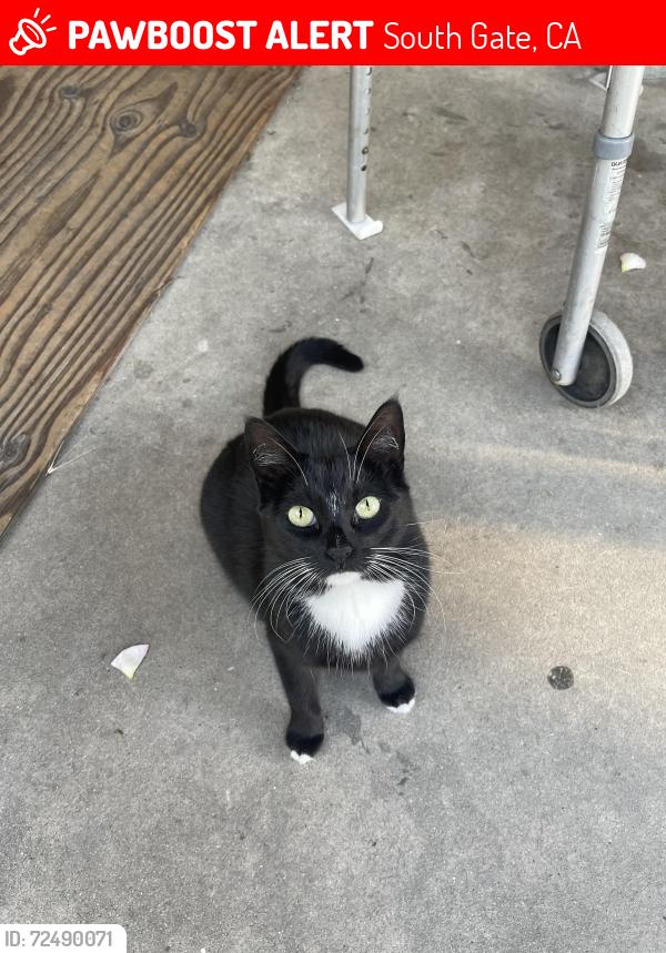 Lost Female Cat last seen State and Cherokee, South Gate, CA 90280