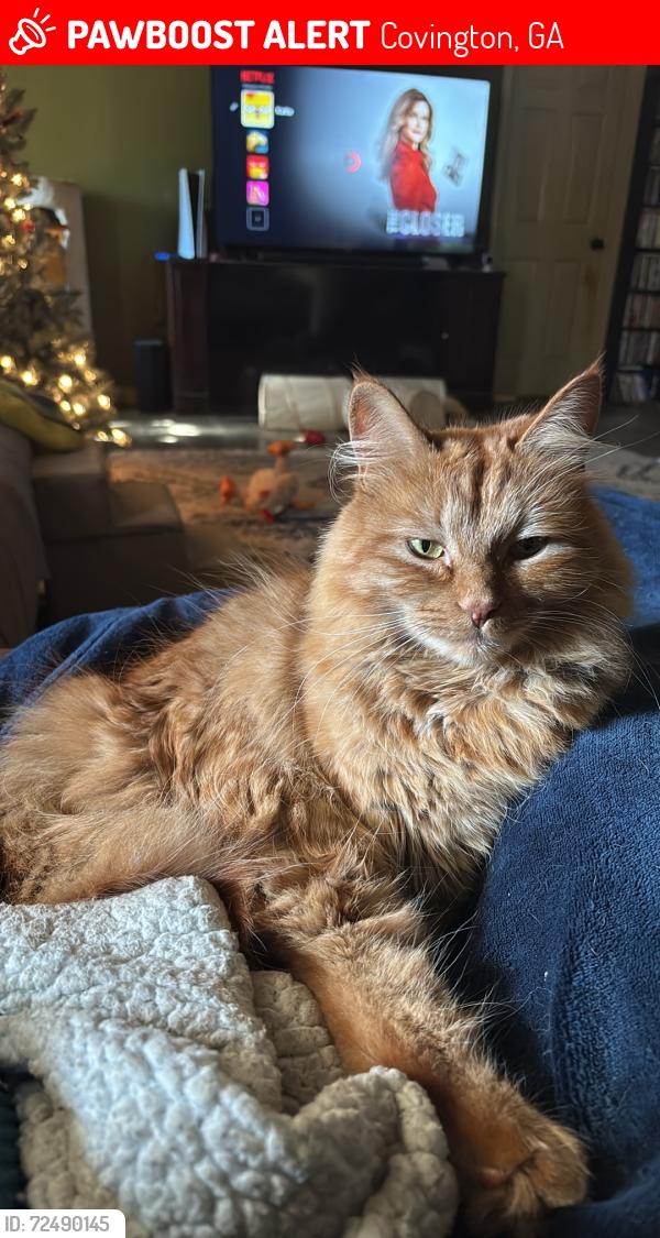 Lost Male Cat last seen Oak Hill and Magnet Rd, Covington, GA 30016