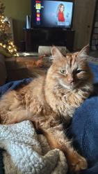 Lost Male Cat last seen Oak Hill and Magnet Rd, Covington, GA 30016