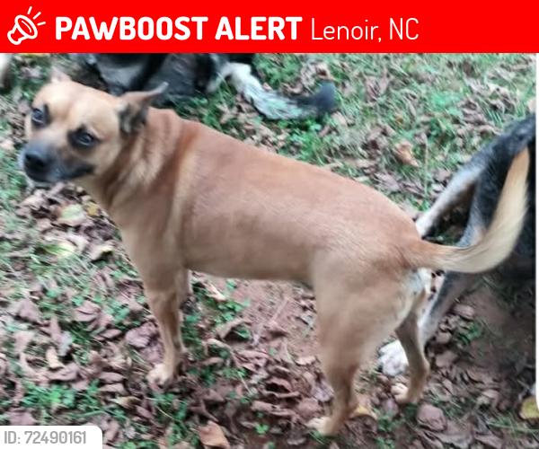 Lost Male Dog last seen Calico Road, Lenoir, NC 28645