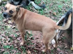 Lost Male Dog last seen Calico Road, Lenoir, NC 28645