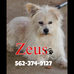 Lost Male Dog last seen Rancherias Rd & Otoe Rd , mountain side near the AMPM , Apple Valley, CA 92307