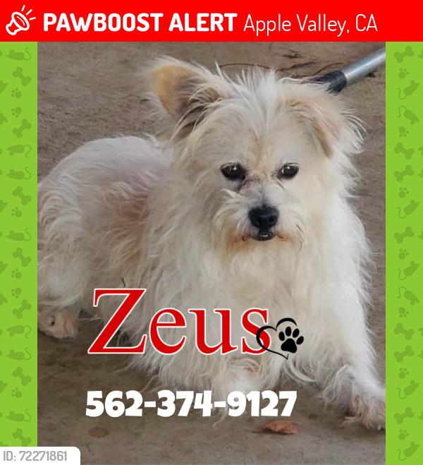 Lost Male Dog last seen Rancherias Rd & Otoe Rd , mountain side near the AMPM , Apple Valley, CA 92307