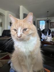 Lost Male Cat last seen Rathmore Drive and Paseo Del Este, El Paso, TX 79928