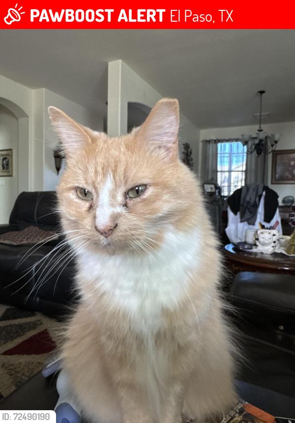 Lost Male Cat last seen Rathmore Drive and Paseo Del Este, El Paso, TX 79928
