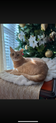 Lost Male Cat last seen Rutherford Pet Supply, Spindale, NC 28160