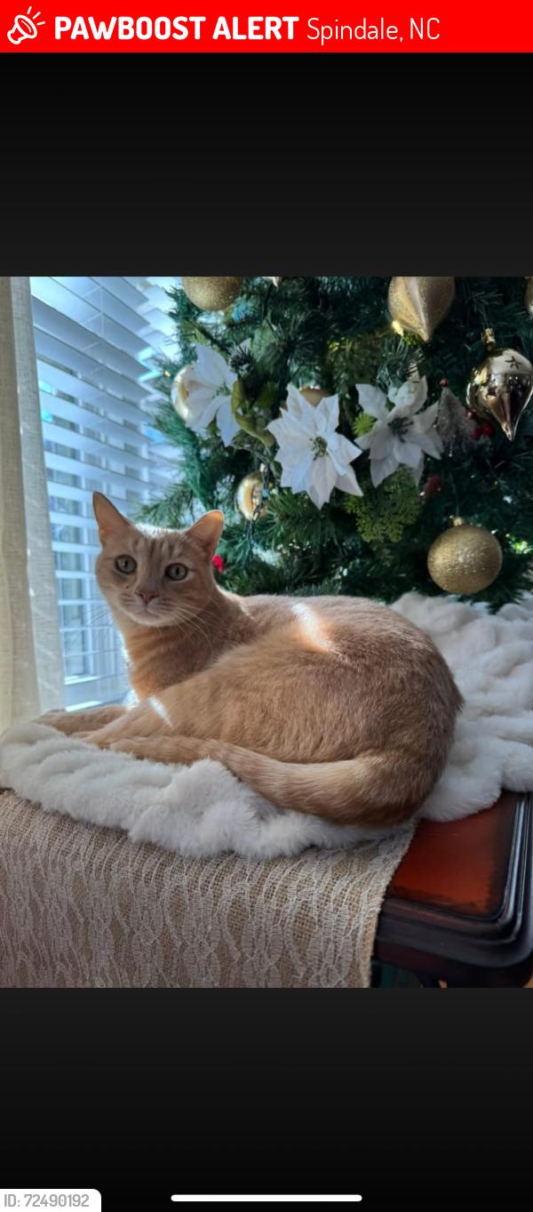 Lost Male Cat last seen Rutherford Pet Supply, Spindale, NC 28160