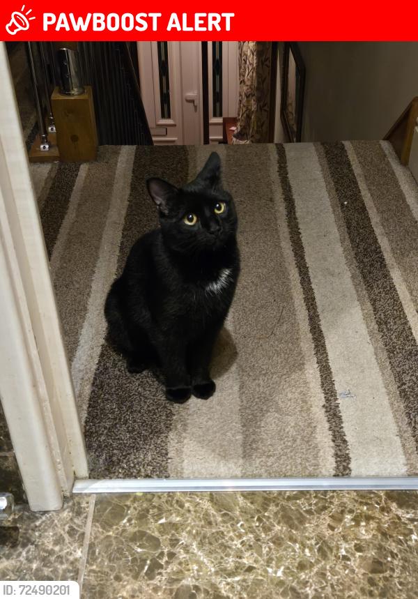 Lost Male Cat last seen Bentilee, Stoke-on-Trent, England ST2 9NP