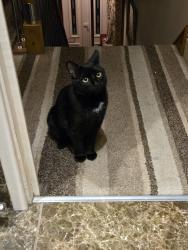 Lost Male Cat last seen Bentilee, Stoke-on-Trent, England ST2 9NP