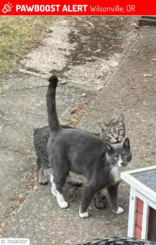 Lost Male Cat last seen Lives in Walnut Mobile  Park, Wilsonville, OR 97070