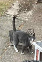 Lost Male Cat last seen Lives in Walnut Mobile  Park, Wilsonville, OR 97070