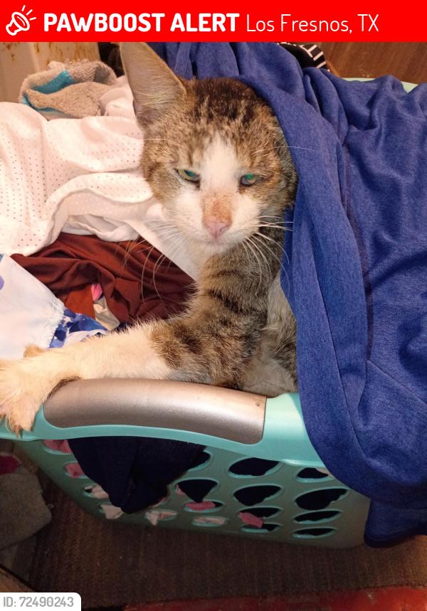 Lost Male Cat last seen Longhorn lane and highway 109, Los Fresnos, TX 78566