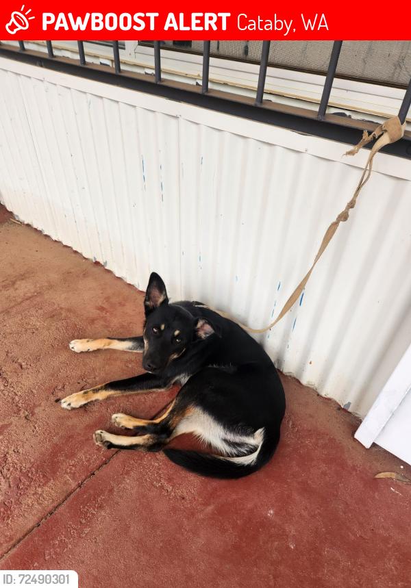 Lost Male Dog last seen Cataby Hotel, Cataby, WA 6507