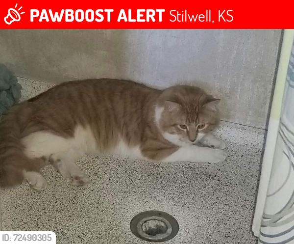 Lost Male Cat last seen Metcalf highway, Stilwell, KS 66085