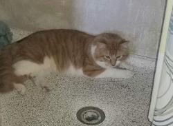 Lost Male Cat last seen Metcalf highway, Stilwell, KS 66085