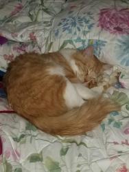 Lost Male Cat last seen Metcalf highway, Stilwell, KS 66085