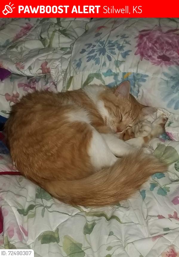 Lost Male Cat last seen Metcalf highway, Stilwell, KS 66085