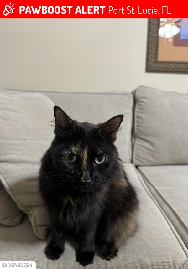 Lost Female Cat last seen Corner of SE Joy Haven St. and SE Starfish Ave, Port St. Lucie, FL 34983