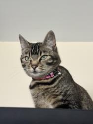 Lost Female Cat last seen Bracken road long eaton , Long Eaton, England NG10