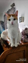 Lost Male Cat last seen Cadena Creek mobile  park/La Cadena Dr, Colton, CA 92324