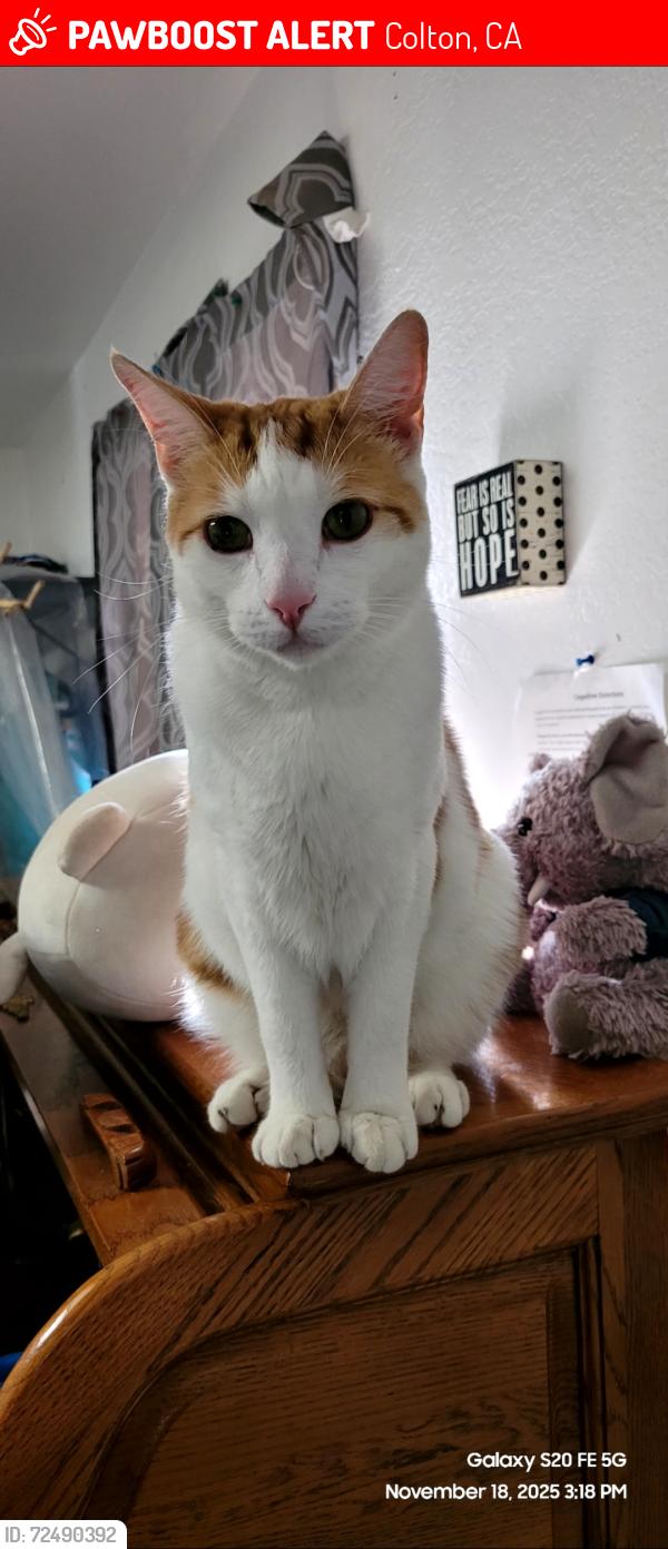 Lost Male Cat last seen Cadena Creek mobile  park/La Cadena Dr, Colton, CA 92324