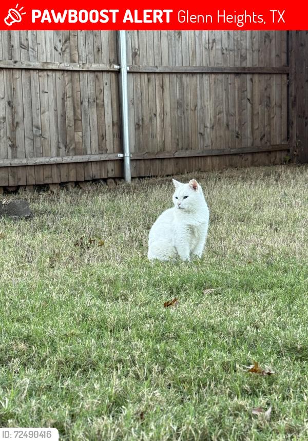 Lost Female Cat last seen Bear creek, Glenn Heights, TX 75154