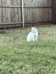 Lost Female Cat last seen Bear creek, Glenn Heights, TX 75154
