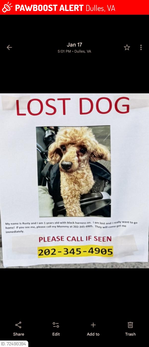 Lost Male Dog last seen Airport parking lot, Dulles, VA 20166