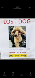Lost Male Dog last seen Airport parking lot, Dulles, VA 20166