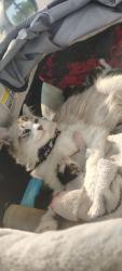 Lost Female Cat last seen Macklind/Southwest/Sublette - The Hill, St. Louis, MO 63139
