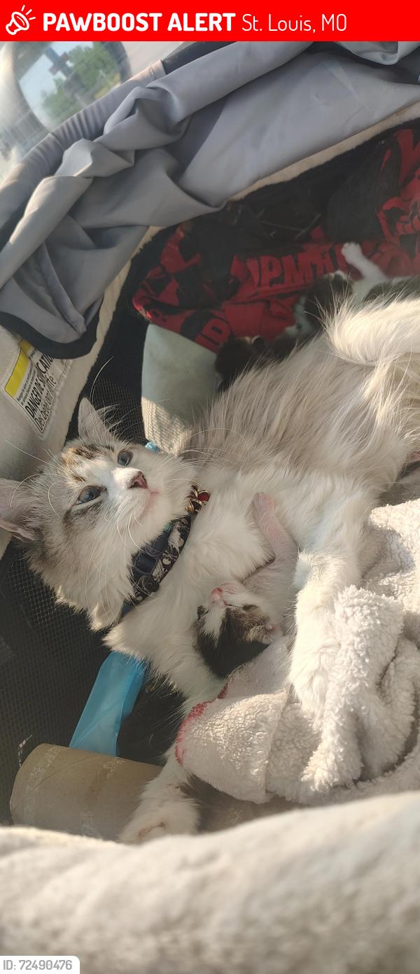 Lost Female Cat last seen Macklind/Southwest/Sublette - The Hill, St. Louis, MO 63139