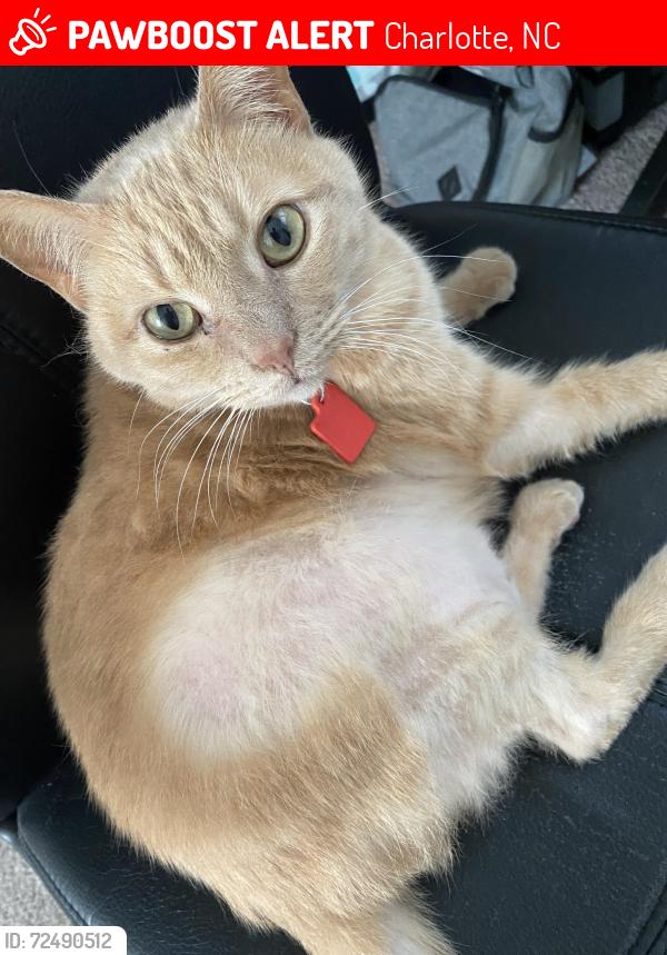 Lost Male Cat last seen Lambrook Ct and Sunstone Dr, Charlotte, NC 28269