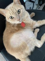 Lost Male Cat last seen Lambrook Ct and Sunstone Dr, Charlotte, NC 28269