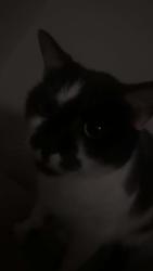 Lost Female Cat last seen Near Salem road, Morganton, NC 28655