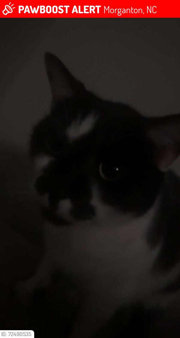 Lost Female Cat last seen Near Salem road, Morganton, NC 28655