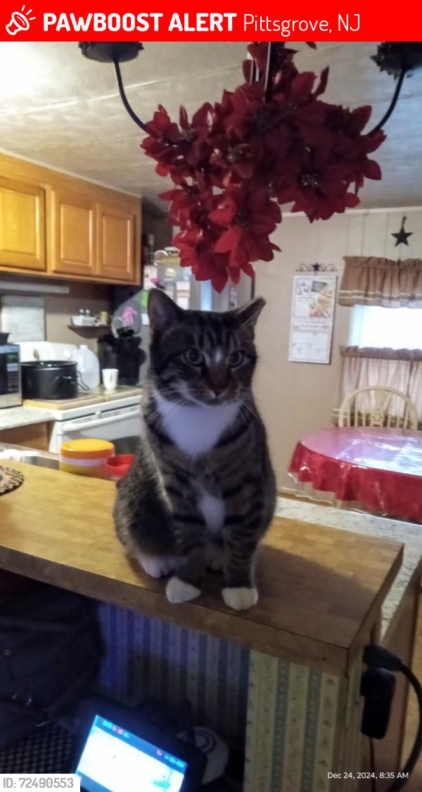 Lost Female Cat last seen Elmwood Dr Pittsgrove NJ, Pittsgrove, NJ 08318