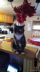 Lost Female Cat last seen Elmwood Dr Pittsgrove NJ, Pittsgrove, NJ 08318