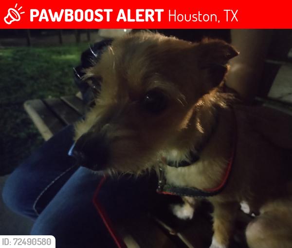 Lost Female Dog last seen She was let out to pee in the ba kyard but she got out and was not seen again around the neighborhood, Houston, TX 77092