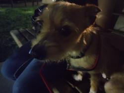 Lost Female Dog last seen She was let out to pee in the ba kyard but she got out and was not seen again around the neighborhood, Houston, TX 77092